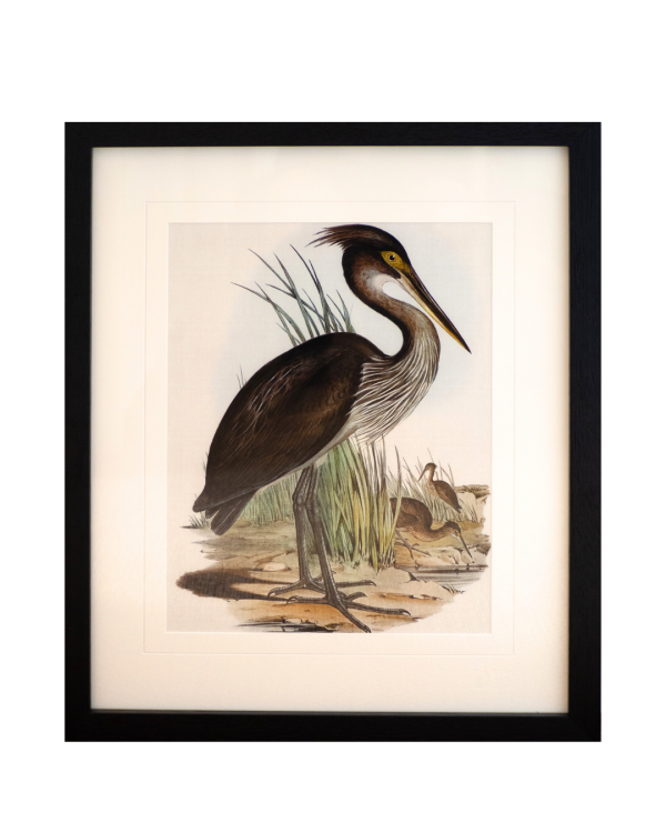 Pembroke Bird I By Designer Boys